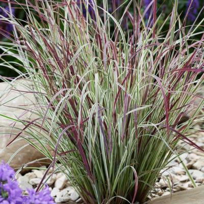 Schizachyrium scoparium 'Chameleon'